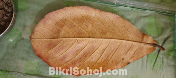 বাদাম পাতা